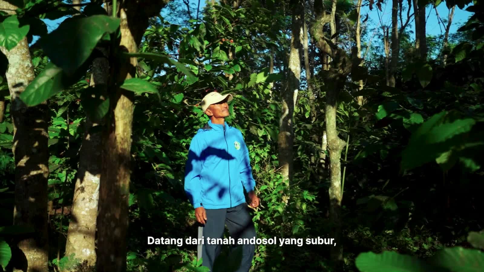 Kebun kopi robusta penuh perawatan
