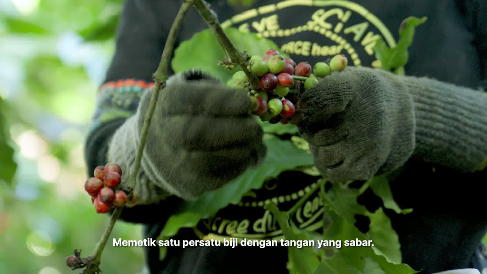 Biji kopi robusta natural dijemur hingga matang
