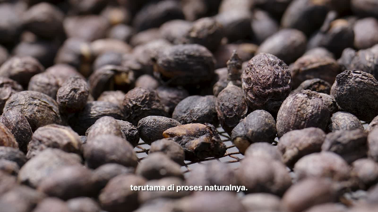 Petani memetik ceri kopi merah pilihan