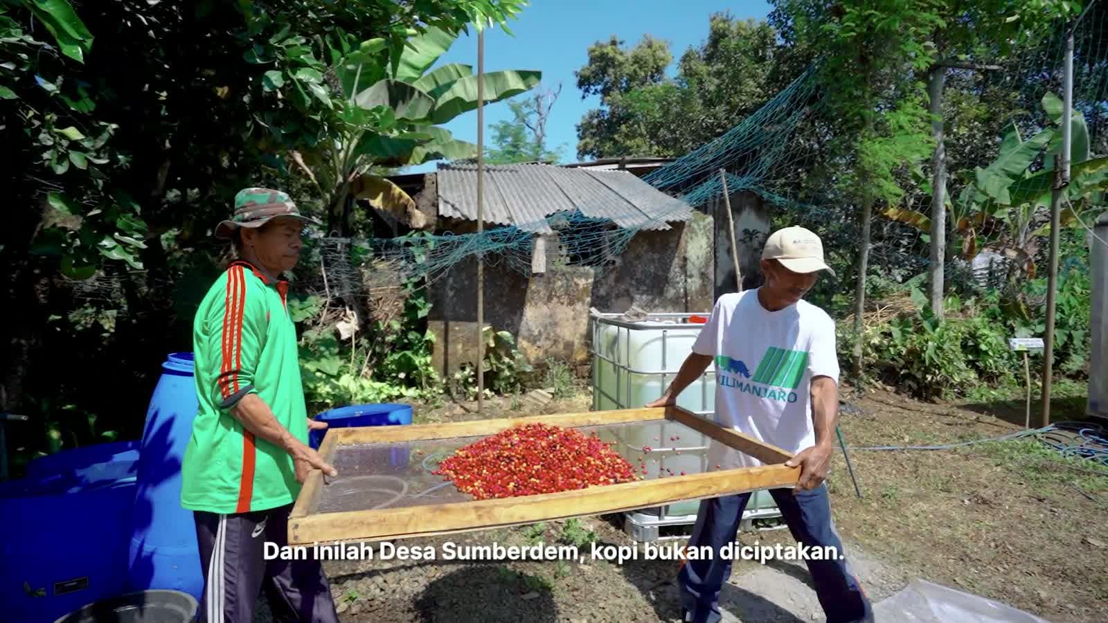 Proses penggilingan biji kopi robusta wine